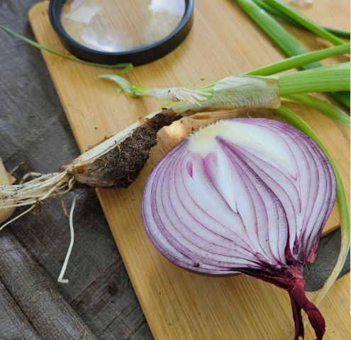 River Valley Nature School: Math Lab: Let’s Cook!