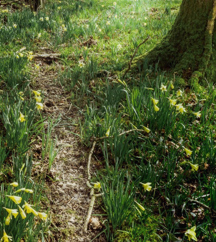 River Valley Nature School: Forest Immersion: Tracking